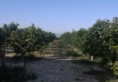 Country house with land for sale on España, Albaida, ref: TR322901 photo