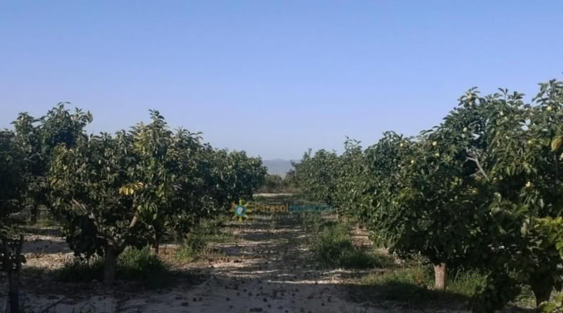 València - Albaida - 33000m2