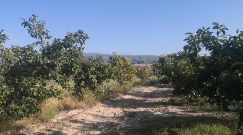 València - Albaida - 33000m2