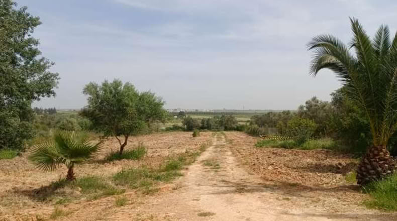Huelva - Rociana del Condado - 12800m2