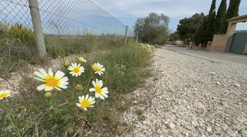 Alicante - Orihuela - 1700m2