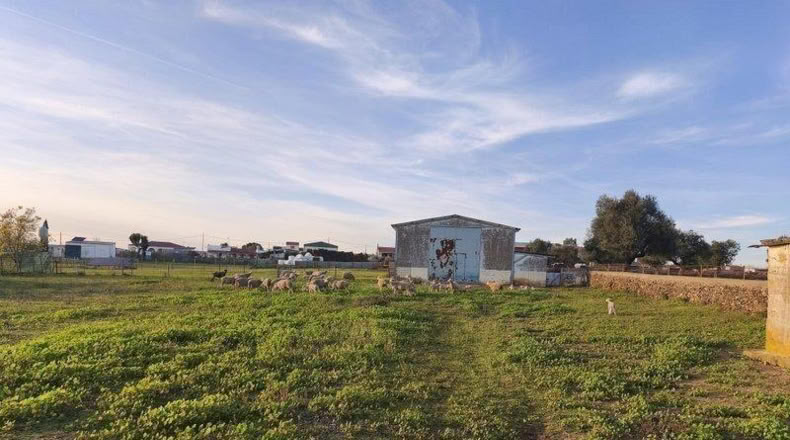 Badajoz - Mérida - 16315m2