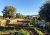 Detached villa with land for sale on España, Mérida, ref: TR405296 photo