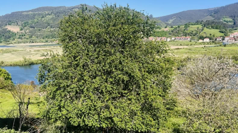Cantabria - Barrio Angustina - 19287m2