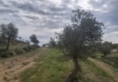 Finca rústica en venda a Seròs ref.: TR405357 foto