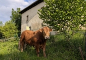 Земельный участок на продажу в городе Miengo Фото
