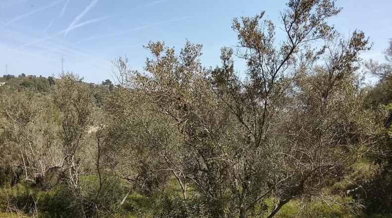 Tarragona - Tortosa - 17320m2