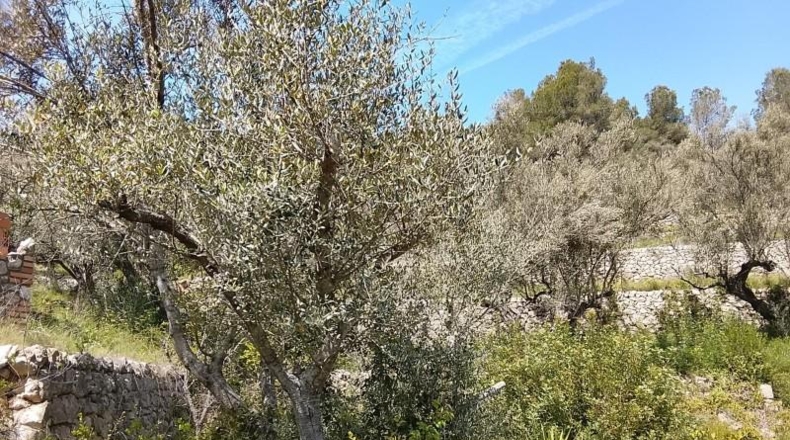 Tarragona - Tortosa - 17320m2