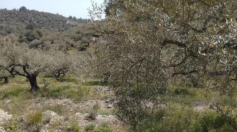 Tarragona - Tortosa - 17320m2