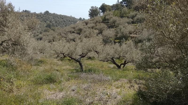 Tarragona - Tortosa - 17320m2