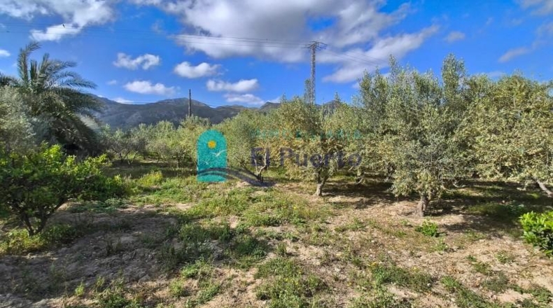 Murcia - Totana - 10000m2