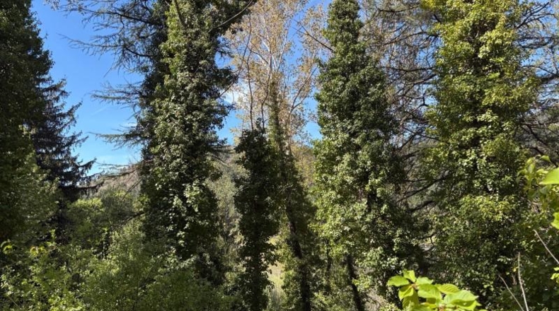 Comunidad de Madrid - Cercedilla - 3637m2