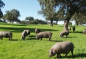 Xalet independent amb terreny en venda a la España, Alanís, ref.: TR247235 foto