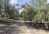 Xalet independent amb terreny en venda a Alcosser ref.: TR405424 foto