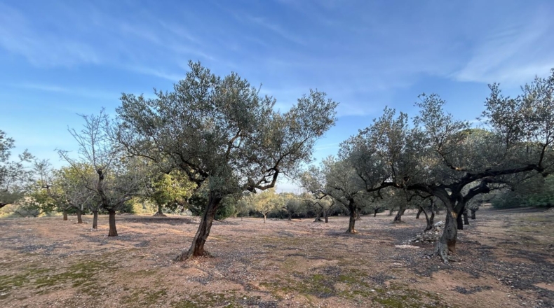 Tarragona - Masdenverge - 6221m2
