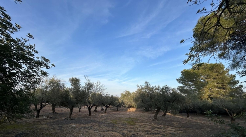 Tarragona - Masdenverge - 6221m2