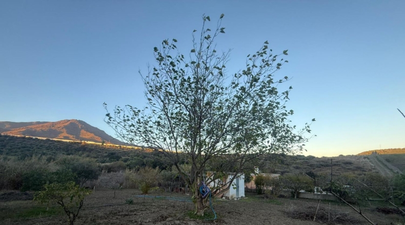 Málaga - Villanueva del Trabuco - 8163m2