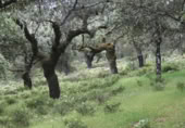 Country house with land for sale on Paraje El Palomar, Cabeza la Vaca, ref: TR405139 photo