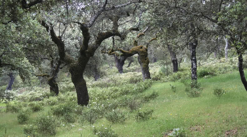 Бадахос - Cabeza la Vaca - 17000m2