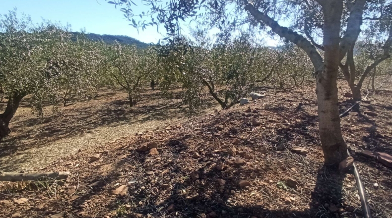 Tarragona - Calafell - 14000m2