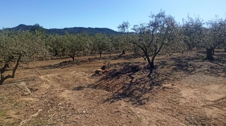 Tarragona - Calafell - 14000m2