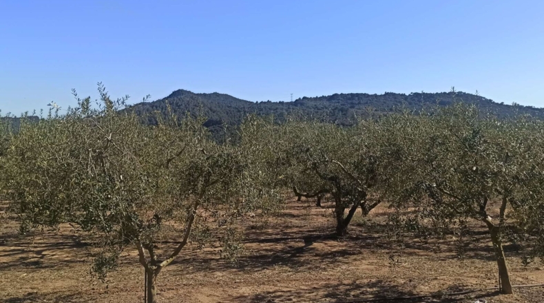 Tarragona - Calafell - 14000m2