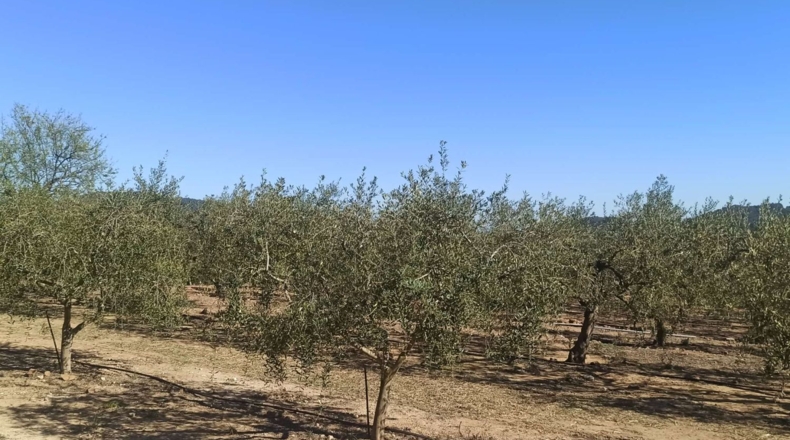 Tarragona - Calafell - 14000m2