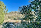 Casa de camp amb terreny en venda a Cantoria ref.: TR387238 foto