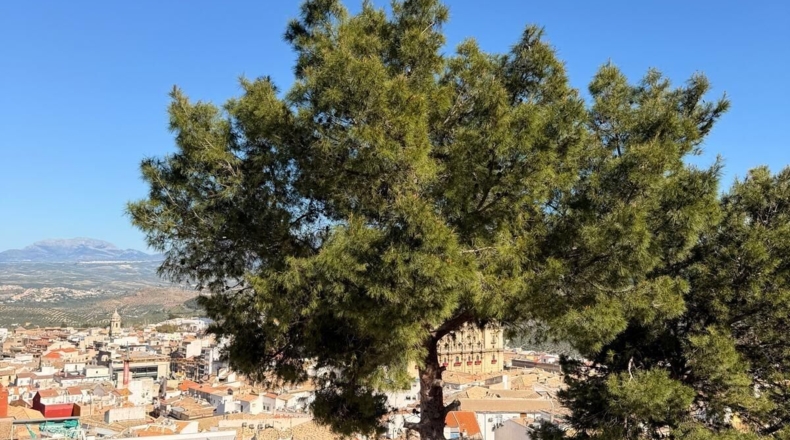 Jaén - Puente Tablas - 300m2