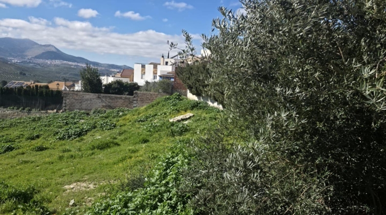 Jaén - La Guardia de Jaén - 600m2