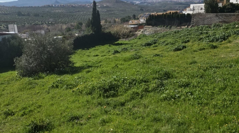 Jaén - La Guardia de Jaén - 600m2