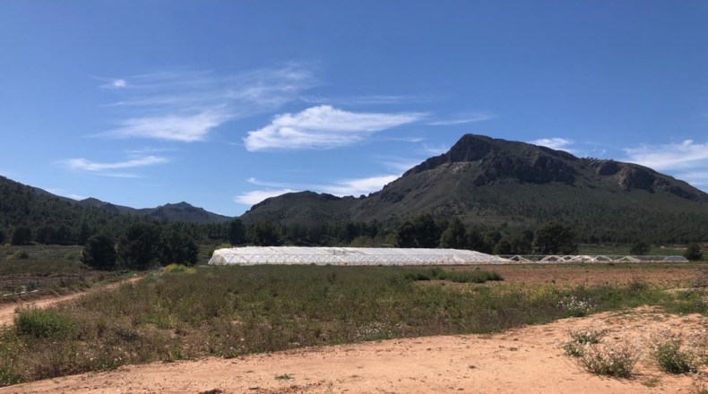 Albacete - Hellín - 28000m2