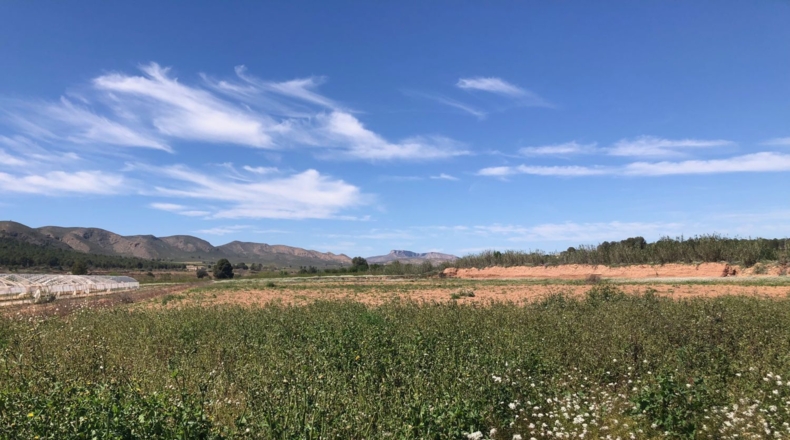 Albacete - Hellín - 28000m2