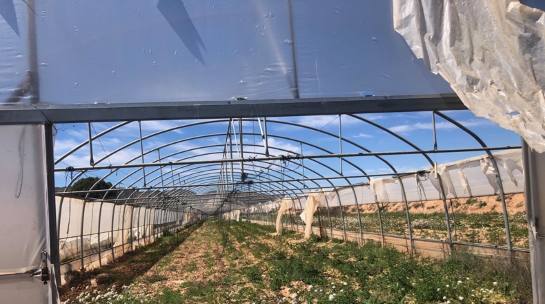 Albacete - Hellín - 28000m2