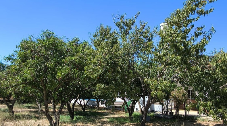Córdoba - Villanueva de Córdoba - 2000m2
