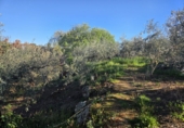 Xalet independent amb terreny en venda a Valverde de Llerena ref.: TR405482 foto