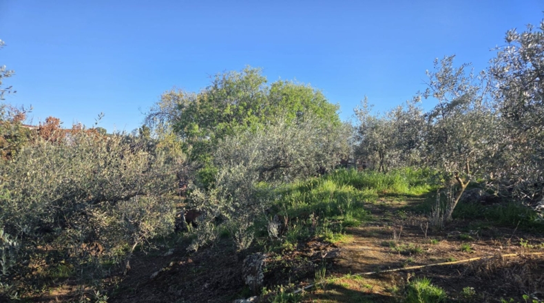 Badajoz - Valverde de Llerena - 831m2