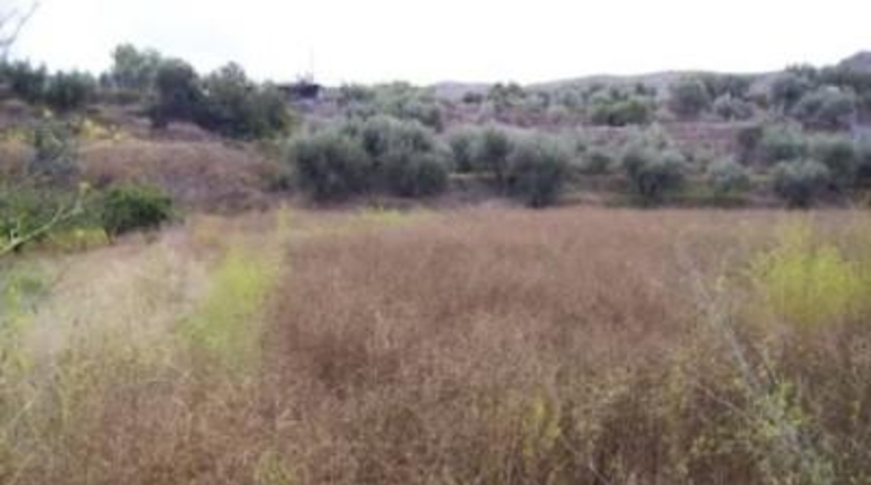Murcia - Calasparra - 3877m2