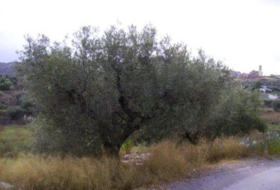 Calasparra 3877&nbsp;m² 