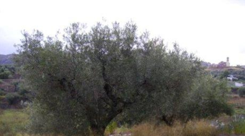 Murcia - Calasparra - 3877m2