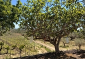 Земля на продажу у города Villar del Arzobispo Фото
