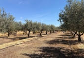 Земля на продажу у города Villar del Arzobispo Фото