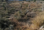 Non-developable land for sale on España, Ribarroja del Turia, ref: TR405551 photo