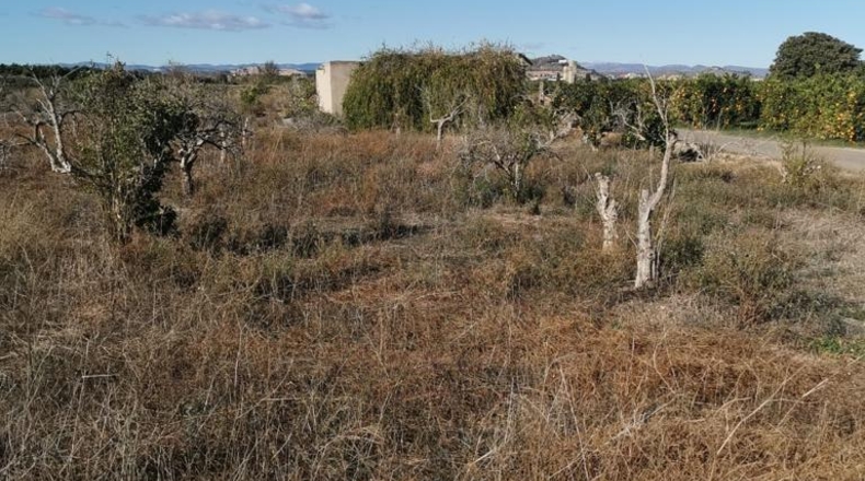 València - Ribarroja del Turia - 6648m2