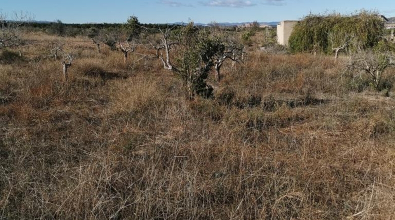 València - Ribarroja del Turia - 6648m2