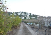 Non-developable land for sale on España, Pego, ref: TR323580 photo