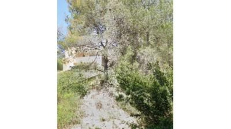València - Alginet - 1182m2