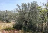 Non-developable land for sale on España, Tortosa, ref: TR405577 photo