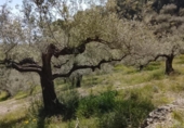 Non-developable land for sale on España, Tortosa, ref: TR405577 photo