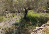 Non-developable land for sale on España, Tortosa, ref: TR405577 photo